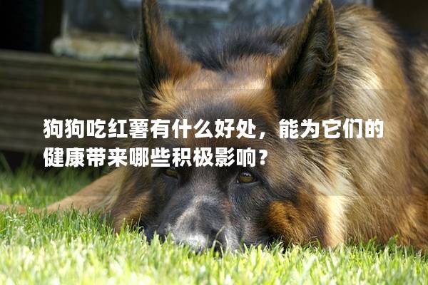 狗狗吃红薯有什么好处，能为它们的健康带来哪些积极影响？