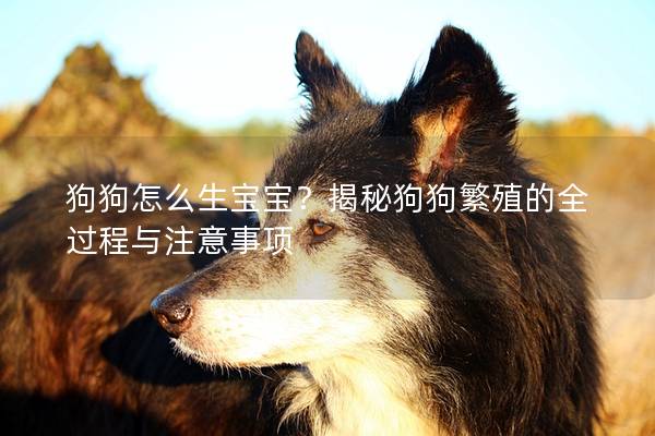 狗狗怎么生宝宝？揭秘狗狗繁殖的全过程与注意事项