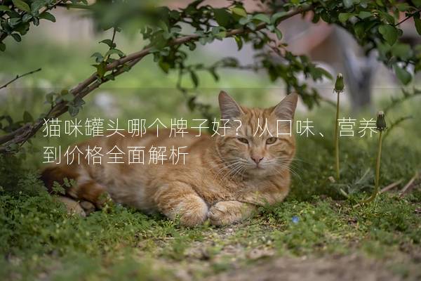 猫咪罐头哪个牌子好？从口味、营养到价格全面解析