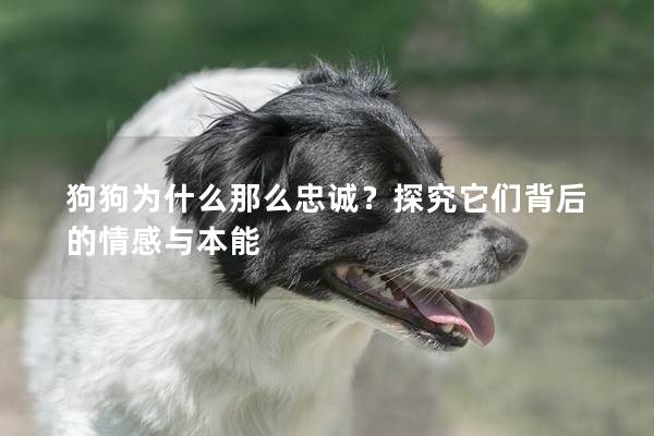 狗狗为什么那么忠诚？探究它们背后的情感与本能