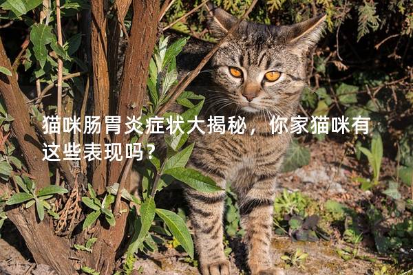 猫咪肠胃炎症状大揭秘，你家猫咪有这些表现吗？