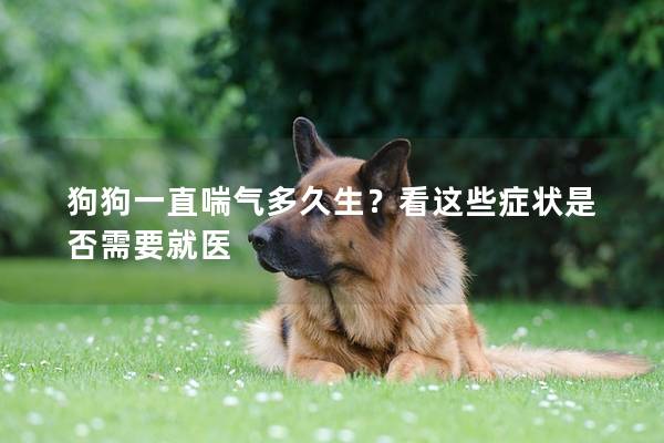 狗狗一直喘气多久生？看这些症状是否需要就医