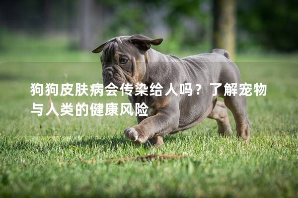 狗狗皮肤病会传染给人吗？了解宠物与人类的健康风险