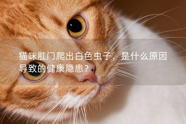 猫咪肛门爬出白色虫子，是什么原因导致的健康隐患？