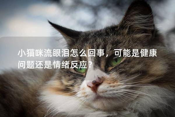 小猫咪流眼泪怎么回事，可能是健康问题还是情绪反应？