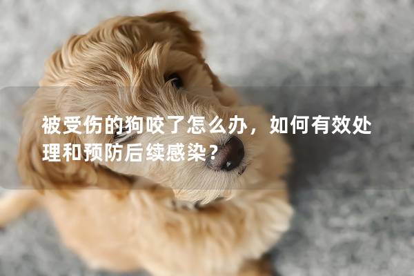 被受伤的狗咬了怎么办，如何有效处理和预防后续感染？