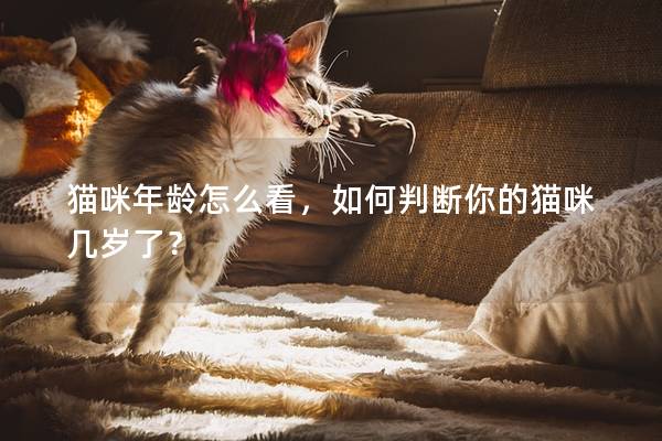 猫咪年龄怎么看，如何判断你的猫咪几岁了？