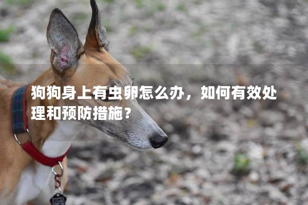 狗狗身上有虫卵怎么办，如何有效处理和预防措施？