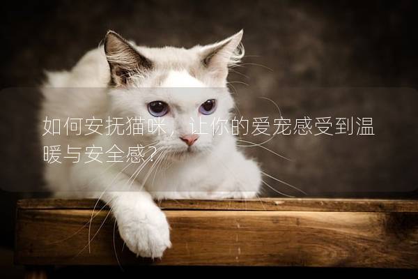 如何安抚猫咪，让你的爱宠感受到温暖与安全感？