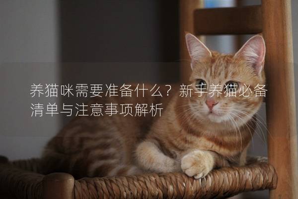 养猫咪需要准备什么？新手养猫必备清单与注意事项解析