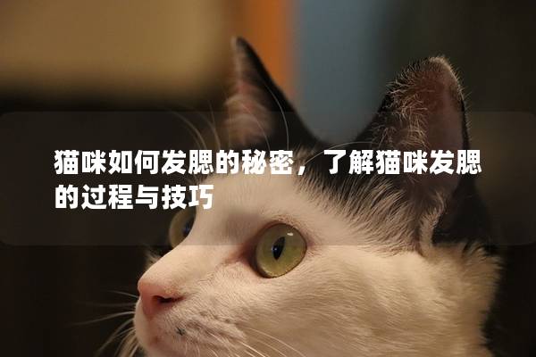 猫咪如何发腮的秘密，了解猫咪发腮的过程与技巧