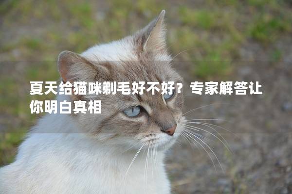 夏天给猫咪剃毛好不好？专家解答让你明白真相