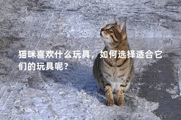 猫咪喜欢什么玩具，如何选择适合它们的玩具呢？