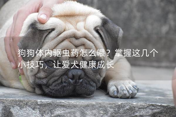 狗狗体内驱虫药怎么喂？掌握这几个小技巧，让爱犬健康成长