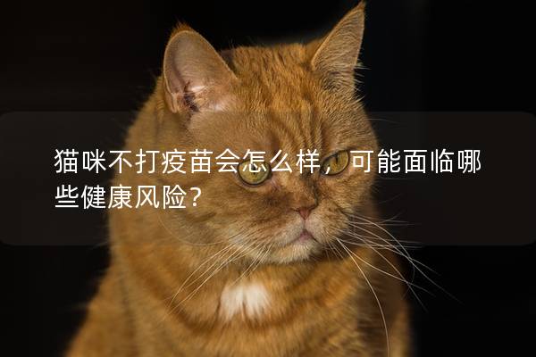 猫咪不打疫苗会怎么样，可能面临哪些健康风险？