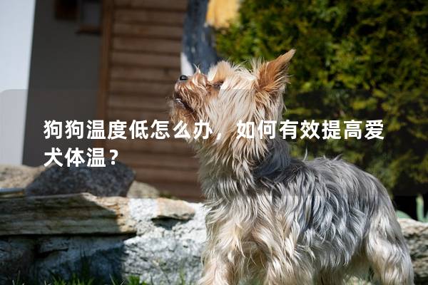 狗狗温度低怎么办，如何有效提高爱犬体温？