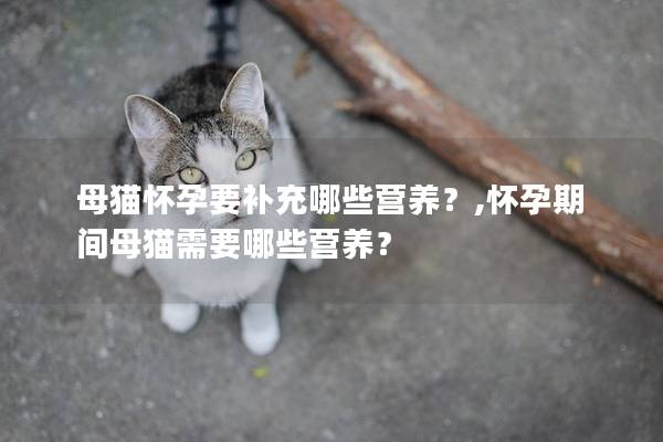 母猫怀孕要补充哪些营养？,怀孕期间母猫需要哪些营养？