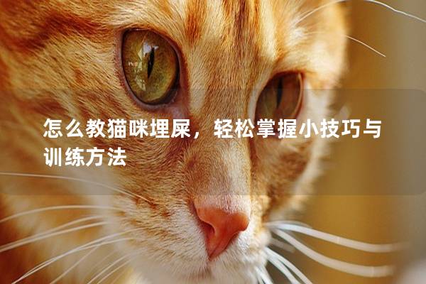 怎么教猫咪埋屎，轻松掌握小技巧与训练方法