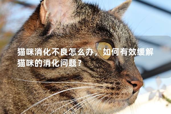 猫咪消化不良怎么办，如何有效缓解猫咪的消化问题？