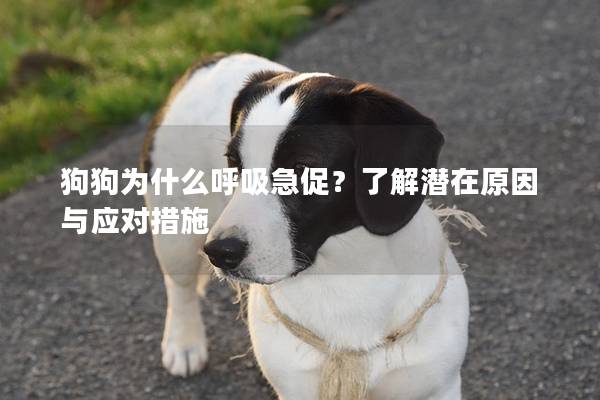 狗狗为什么呼吸急促？了解潜在原因与应对措施