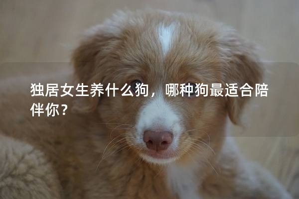 独居女生养什么狗，哪种狗最适合陪伴你？