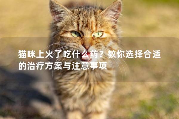 猫咪上火了吃什么药？教你选择合适的治疗方案与注意事项