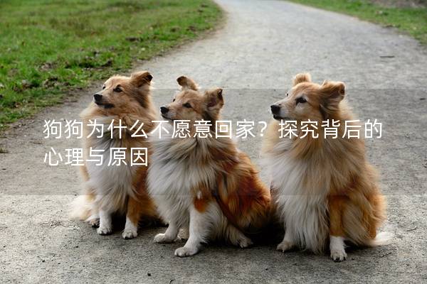 狗狗为什么不愿意回家？探究背后的心理与原因