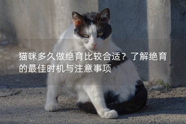 猫咪多久做绝育比较合适？了解绝育的最佳时机与注意事项