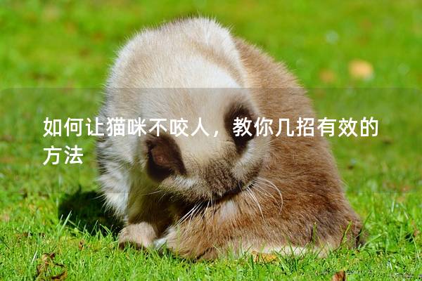 如何让猫咪不咬人，教你几招有效的方法