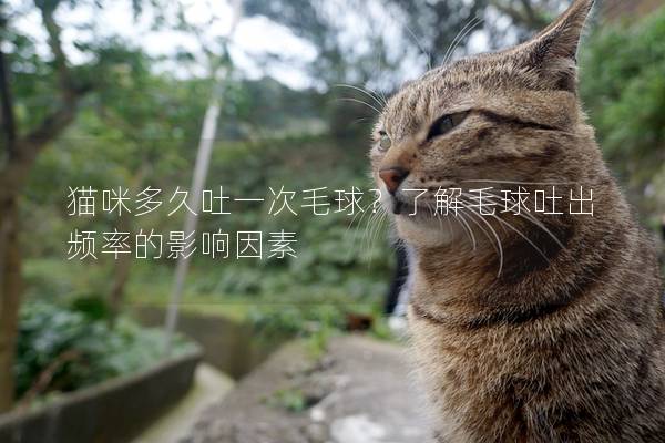 猫咪多久吐一次毛球？了解毛球吐出频率的影响因素