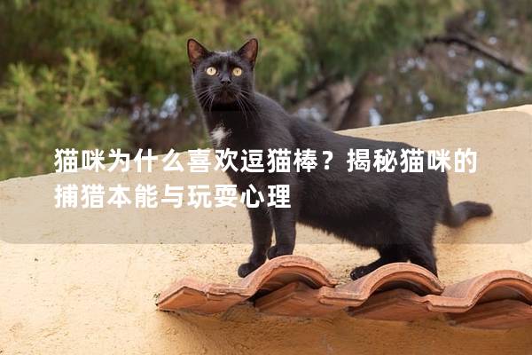 猫咪为什么喜欢逗猫棒？揭秘猫咪的捕猎本能与玩耍心理