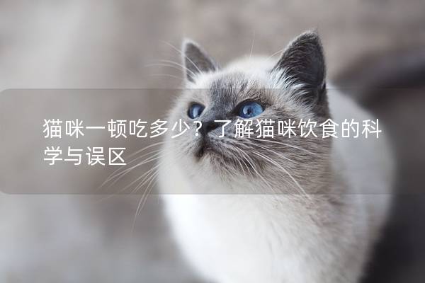 猫咪一顿吃多少？了解猫咪饮食的科学与误区