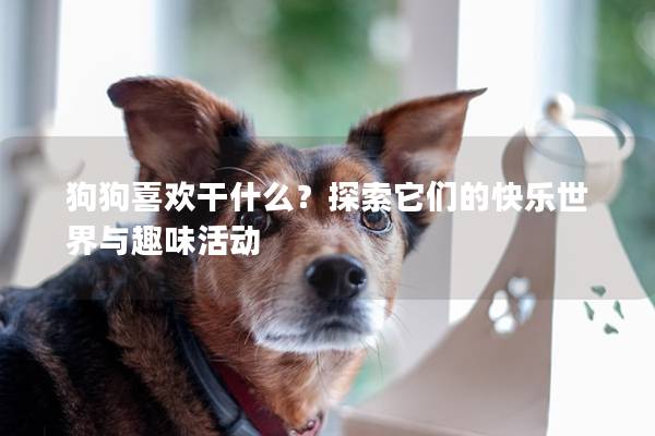 狗狗喜欢干什么？探索它们的快乐世界与趣味活动