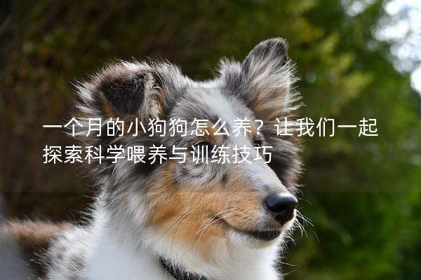 一个月的小狗狗怎么养？让我们一起探索科学喂养与训练技巧