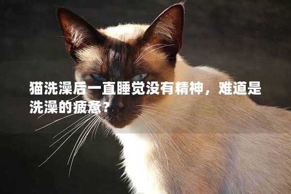 猫洗澡后一直睡觉没有精神，难道是洗澡的疲惫？