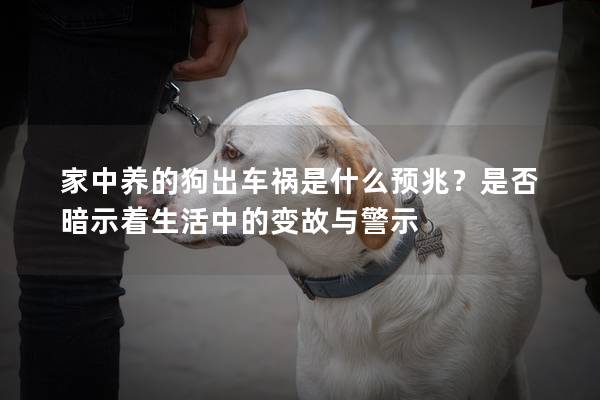 家中养的狗出车祸是什么预兆？是否暗示着生活中的变故与警示