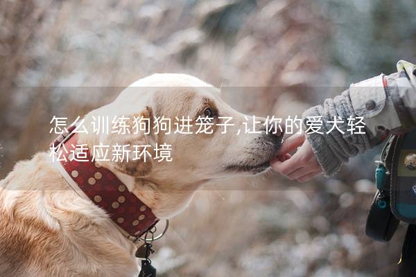 怎么训练狗狗进笼子,让你的爱犬轻松适应新环境