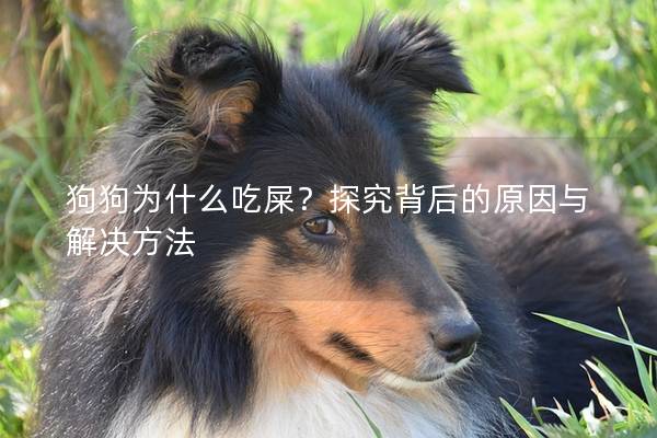 狗狗为什么吃屎？探究背后的原因与解决方法