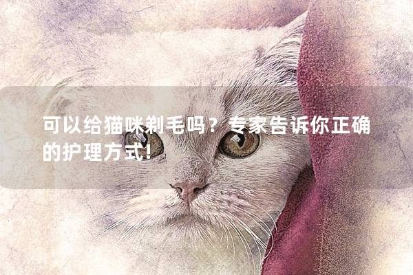 可以给猫咪剃毛吗？专家告诉你正确的护理方式!