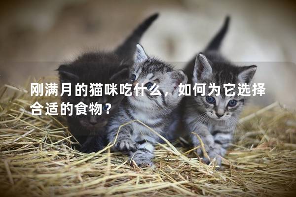 刚满月的猫咪吃什么，如何为它选择合适的食物？