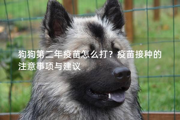 狗狗第二年疫苗怎么打？疫苗接种的注意事项与建议