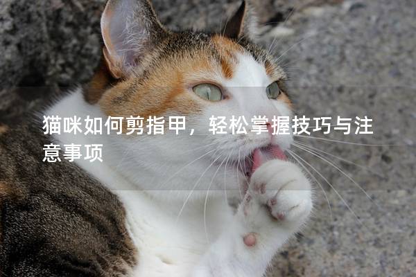 猫咪如何剪指甲，轻松掌握技巧与注意事项