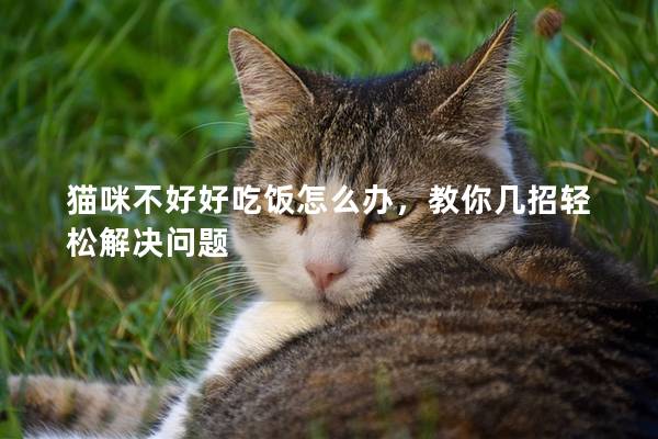 猫咪不好好吃饭怎么办，教你几招轻松解决问题