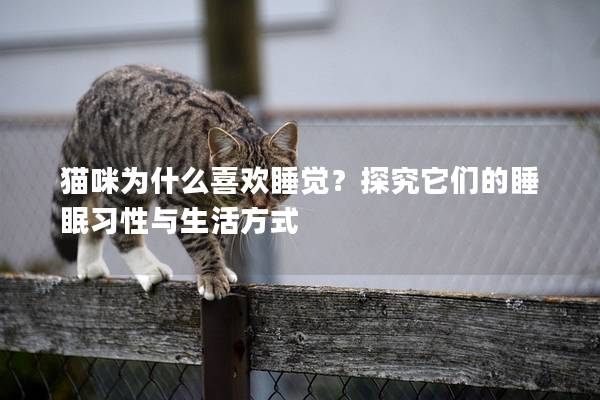 猫咪为什么喜欢睡觉？探究它们的睡眠习性与生活方式