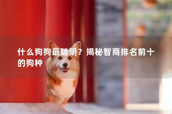 什么狗狗最聪明？揭秘智商排名前十的狗种