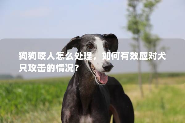 狗狗咬人怎么处理，如何有效应对犬只攻击的情况？