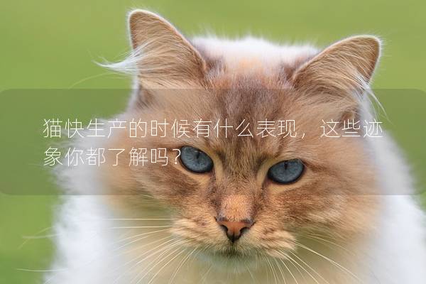 猫快生产的时候有什么表现，这些迹象你都了解吗？