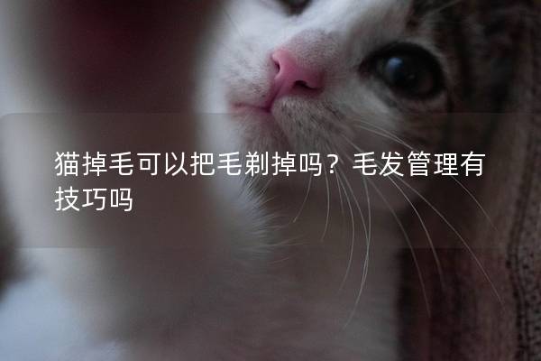 猫掉毛可以把毛剃掉吗？毛发管理有技巧吗