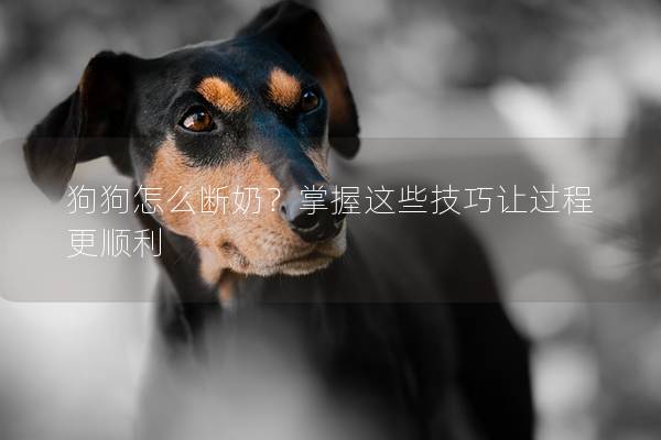 狗狗怎么断奶？掌握这些技巧让过程更顺利