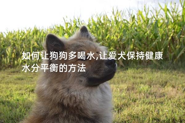 如何让狗狗多喝水,让爱犬保持健康水分平衡的方法